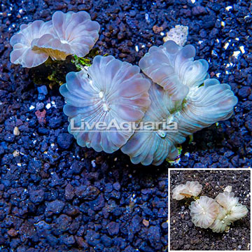 Fox Coral Australia