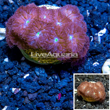 LiveAquaria® Cultured Blastomussa Coral