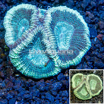 LiveAquaria® Cultured Goniastrea Coral