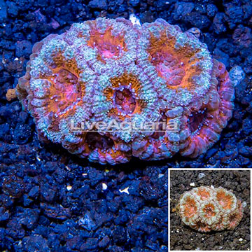 LiveAquaria® Cultured Acan Lord Coral