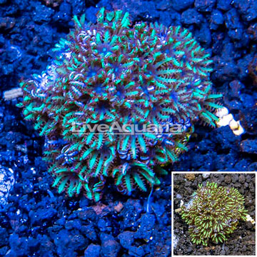 LiveAquaria® Cultured Blue Sympodium Coral