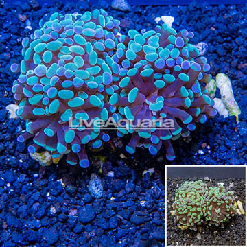 LiveAquaria® Cultured Hammer Coral