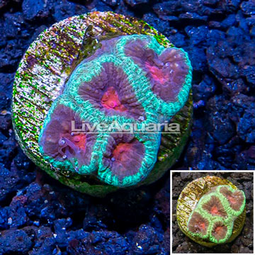 LiveAquaria® Cultured Favia Coral