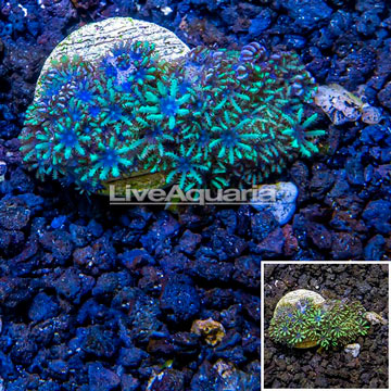 LiveAquaria® Cultured Blue Sympodium Coral