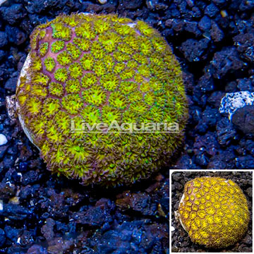 LiveAquaria® Cultured Leptastrea Coral