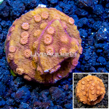 LiveAquaria® Cultured Cyphastrea Frag