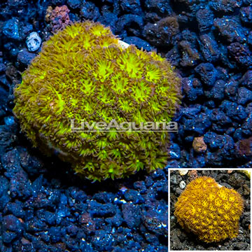 LiveAquaria® Cultured Leptastrea Coral