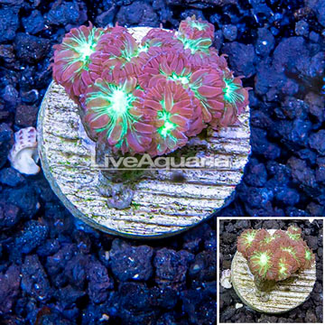 LiveAquaria® Cultured Blastomussa Coral