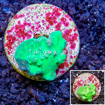 LiveAquaria® Cultured Green Cabbage Leather Coral