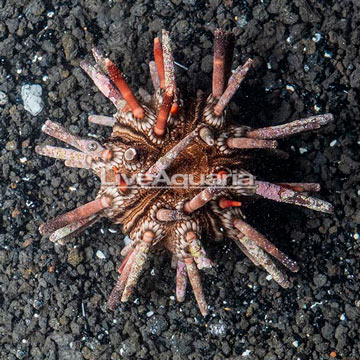 Pencil Urchin