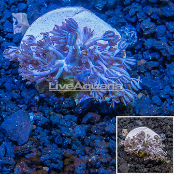 LiveAquaria® Cultured Xenia Coral