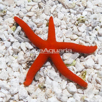 Orange Sea Star