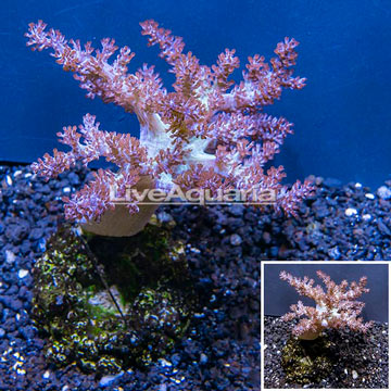  Pineapple Tree Coral Indonesia