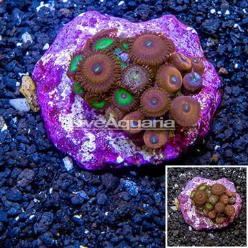 Zoanthus Polyps Indonesia