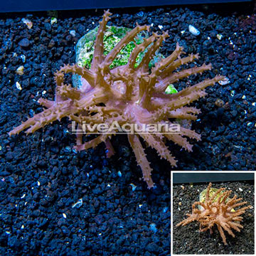 Tree Coral Indonesia