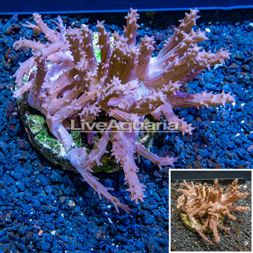 Tree Coral Indonesia