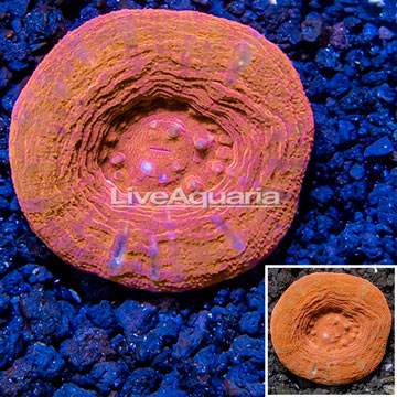 Scolymia Coral Australia