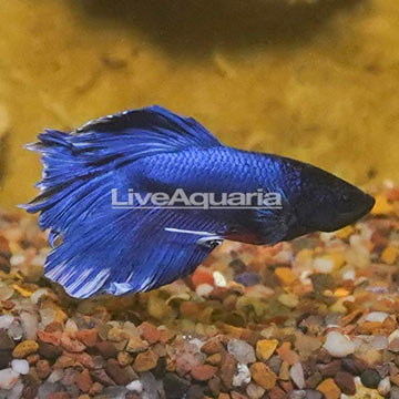 Butterfly Betta, Male