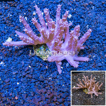 Tree Coral Indonesia