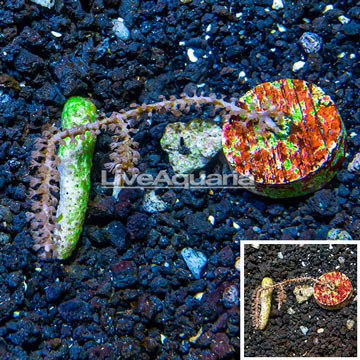 LiveAquaria® Cultured Purple Sea Whip