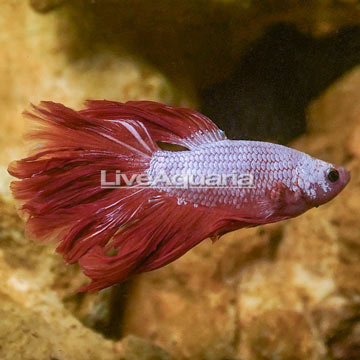 Dragon Scale Betta, Male