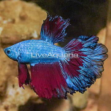 Rosetail Betta, Male