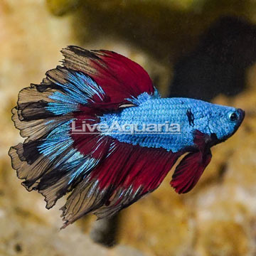 Rosetail Betta, Male