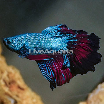 Rosetail Betta, Male