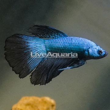 Dragon Scale Betta, Male