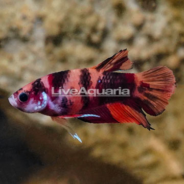 Koi Halfmoon Placket Betta, Male