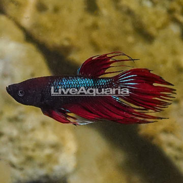 Crowntail Betta, Male