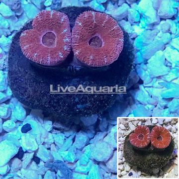 LiveAquaria® Cultured Acan Lord Coral 