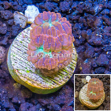 LiveAquaria® Cultured Blastomussa Coral