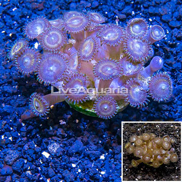 Zoanthus Coral Indonesia