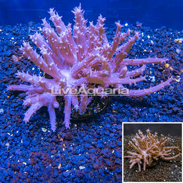 Tree Coral Indonesia