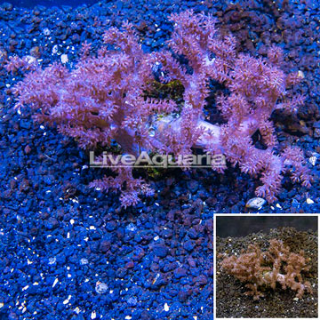  Pineapple Tree Coral Indonesia