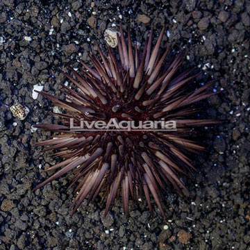 Rock Boring Urchin