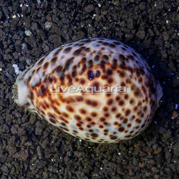 Tiger Cowrie Snail, XL