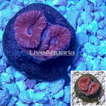 LiveAquaria® Cultured Acan Lord Coral