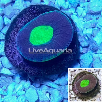 LiveAquaria® Cultured Goniastrea Coral