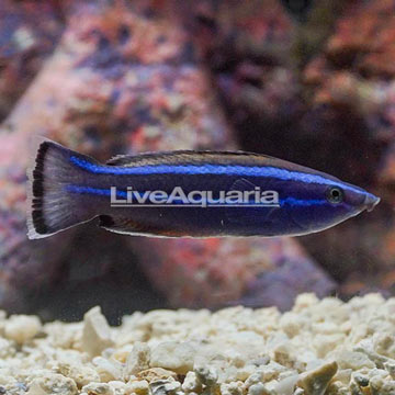 Four Line Cleaner Wrasse [Expert Only]