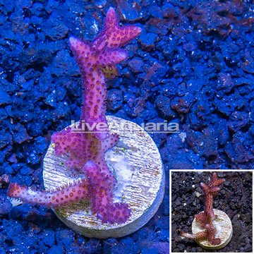 LiveAquaria® Cultured Birdsnest Coral