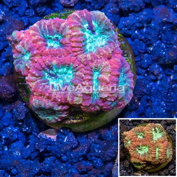 LiveAquaria® Cultured Favia Coral