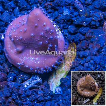 LiveAquaria® Cultured Ridge Coral