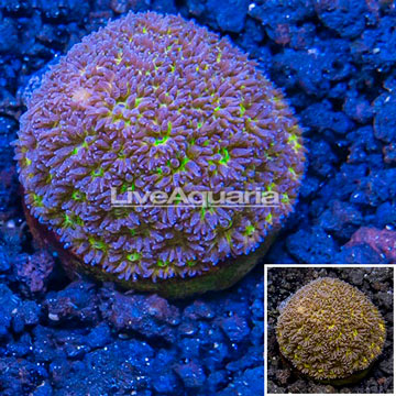 LiveAquaria® Cultured Leptastrea