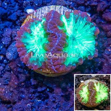 LiveAquaria® Cultured Blastomussa Coral