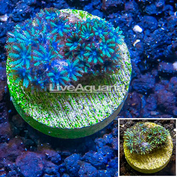 LiveAquaria® Cultured Blue Sympodium Polyps