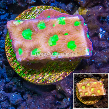 LiveAquaria® Cultured Favia Coral