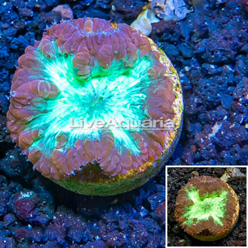 LiveAquaria® Cultured Blastomussa Coral