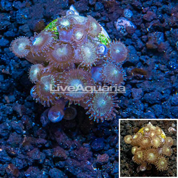 LiveAquaria® Cultured Zoanthus Coral